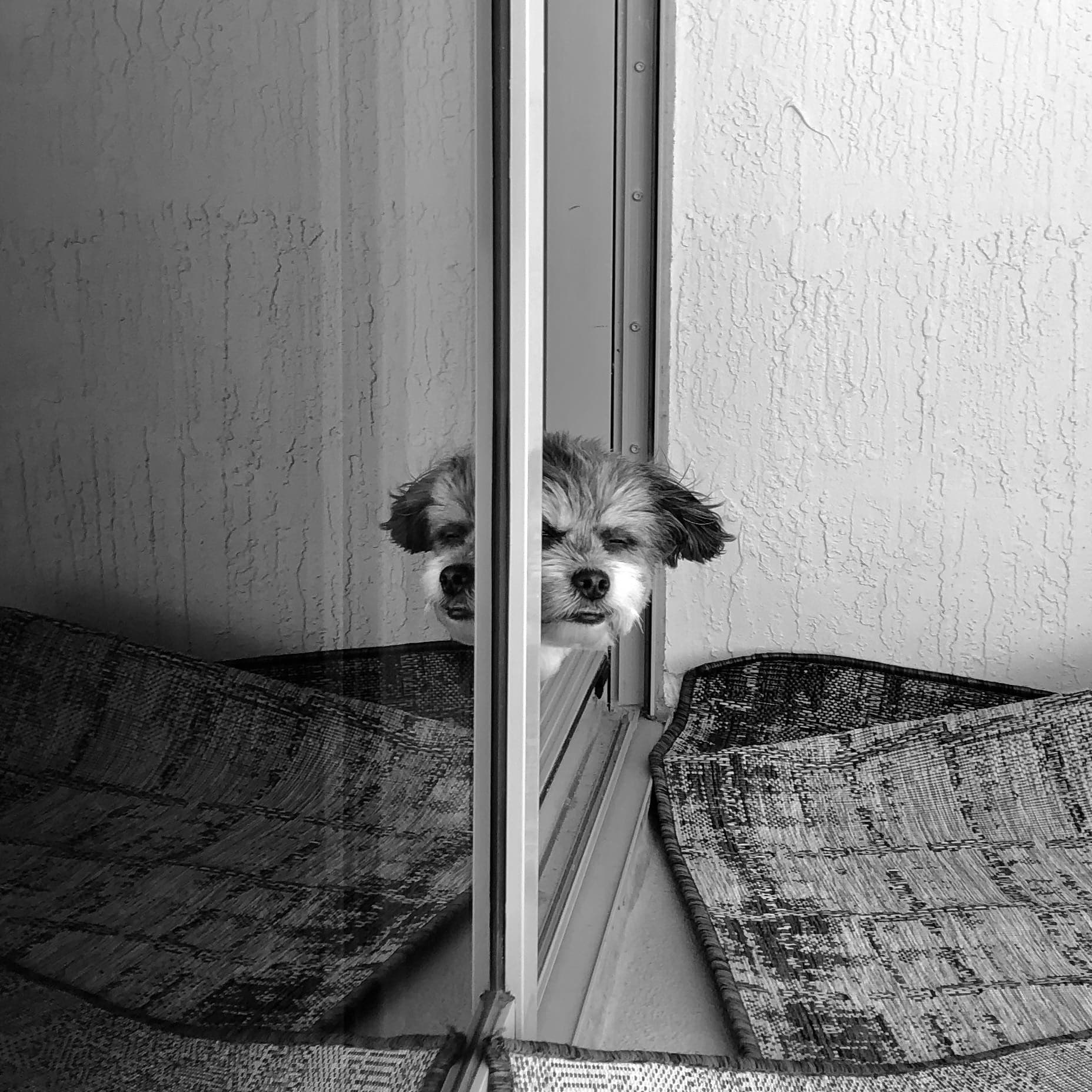 Dogs in window reflection